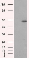 Stefin B Antibody