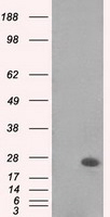 Stefin B Antibody