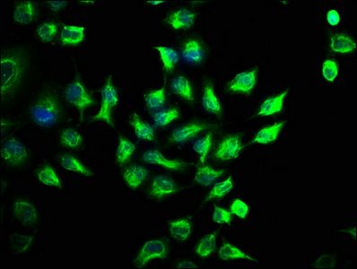 STK3 Antibody