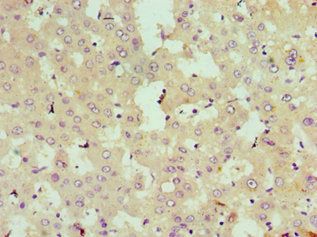 STK3 Antibody