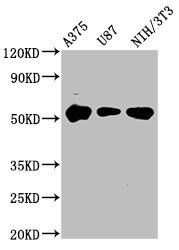 STK3 Antibody