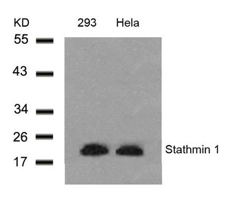 STMN1 Antibody
