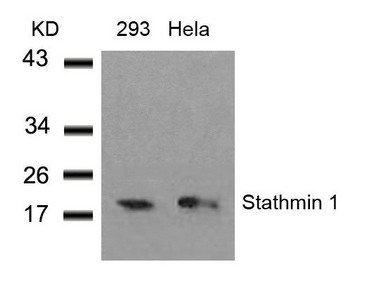 STMN1 Antibody