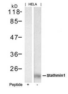 STMN1 Antibody