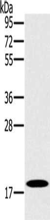 STMN1 Antibody