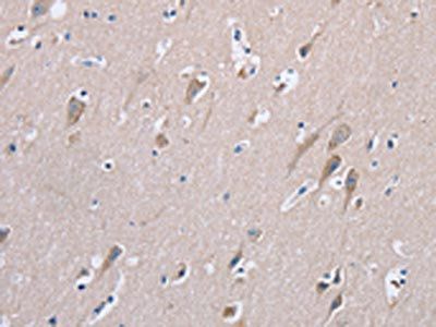 STMN1 Antibody