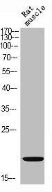 STMN1 Antibody