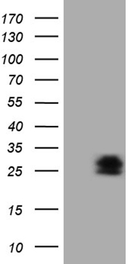 STOML2 Antibody