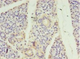 STRADB Antibody