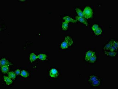 MMP10 Antibody