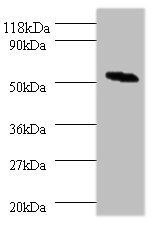 MMP10 Antibody