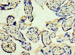 STX12 Antibody