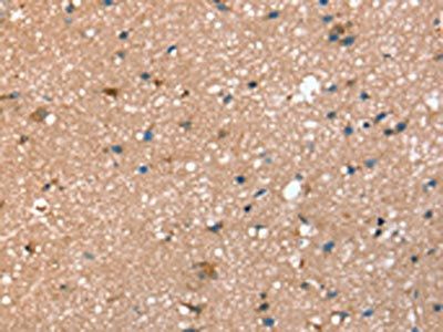 STX2 Antibody