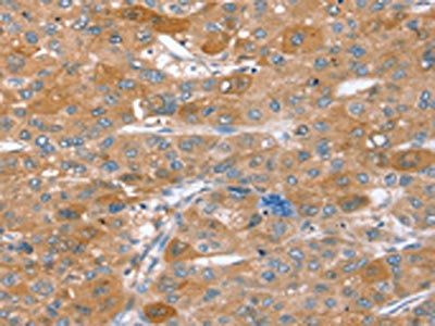 STX2 Antibody