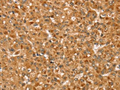 STX3 Antibody