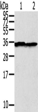 STX3 Antibody