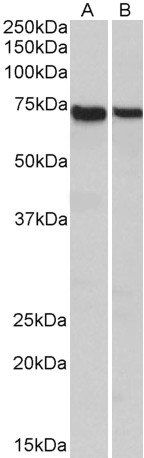 MUNC18C Antibody