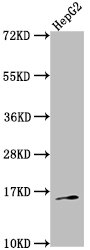 TAC1 Antibody