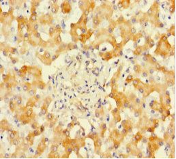 SUOX Antibody