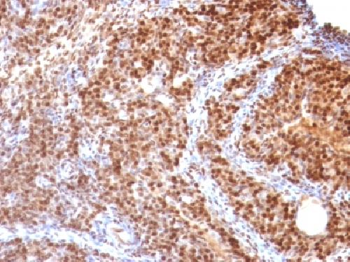 SUMO-2 Antibody
