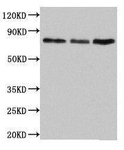 SUN2 Antibody
