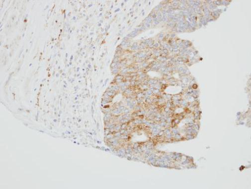 SUOX Rabbit Polyclonal Antibody