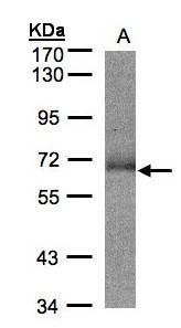 SUOX Rabbit Polyclonal Antibody