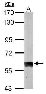 SUOX Rabbit Polyclonal Antibody