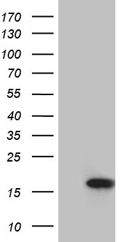 SUPT16H Antibody