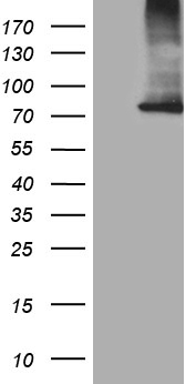 SUPT16H Antibody