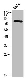 SYN1 Antibody