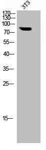 SYN1 Antibody