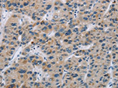 SYN2 Antibody