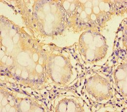SYN1 Antibody
