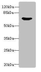 SYN1 Antibody
