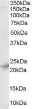 Goat anti-Synaptogyrin 4 Antibody