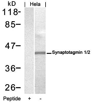 Synaptotagmin 1/2 (Ab-202/199) Antibody