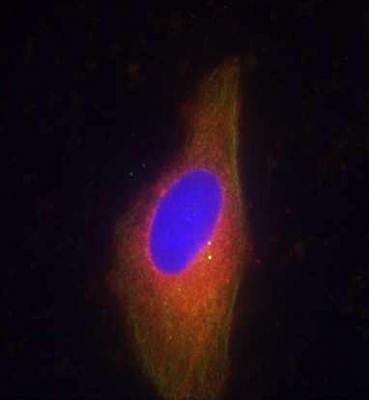 Synaptotagmin 1/2 (Ab-202/199) Antibody