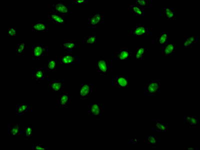 SYNCRIP Antibody