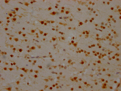 SYNCRIP Antibody
