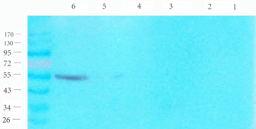 Syndecan 1 Rabbit Polyclonal Antibody