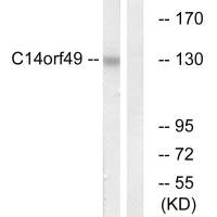 SYNE3 Antibody
