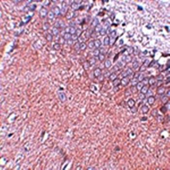 SYNGR4 Antibody