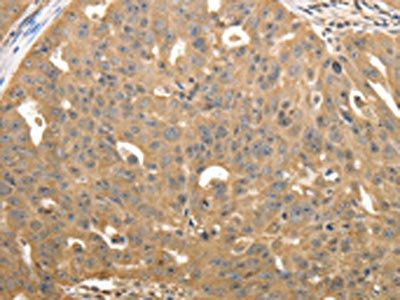 STX1A Antibody