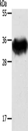 STX1A Antibody