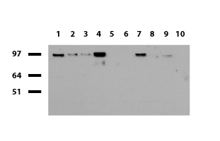 STX3 Antibody