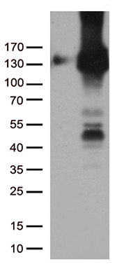 STX3 Antibody