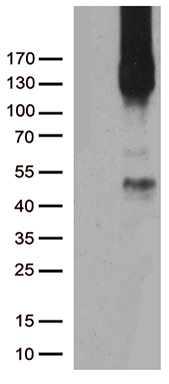 STX3 Antibody