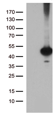 STX3 Antibody