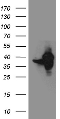 STX3 Antibody